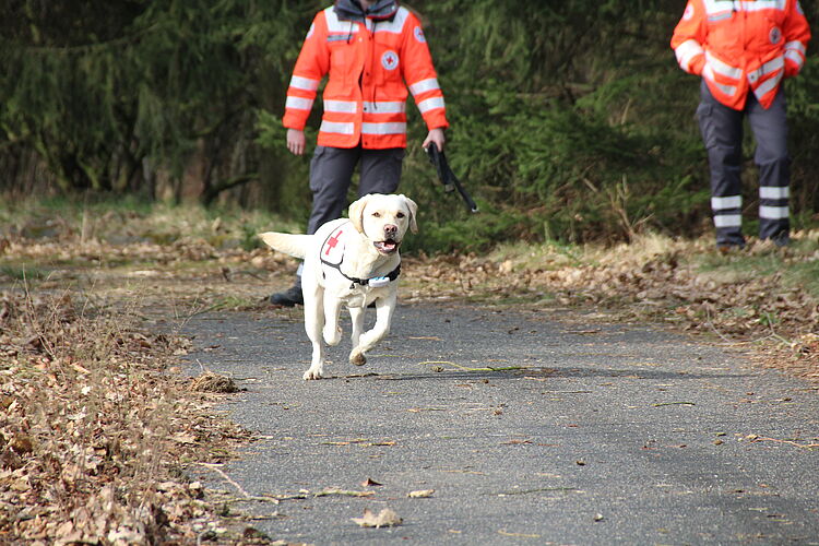 DRK-Rettungshund beim Training